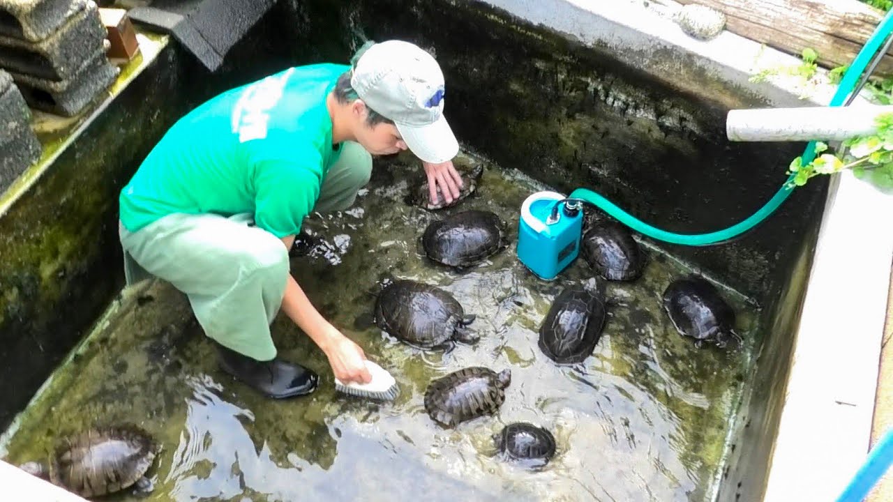 【池の水ぜんぶ抜く】庭にあるカメ池の水を全部抜いて掃除します！
