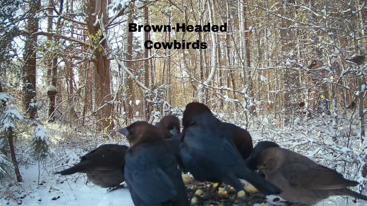 Brown-headed cowbirds take over feeder #birds #backyardbirds #winterbirds #brownheadedcowbird