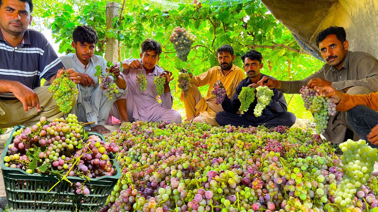 Grapes Farming in Pakistan - Expensive Grape Harvesting - Grapes Production