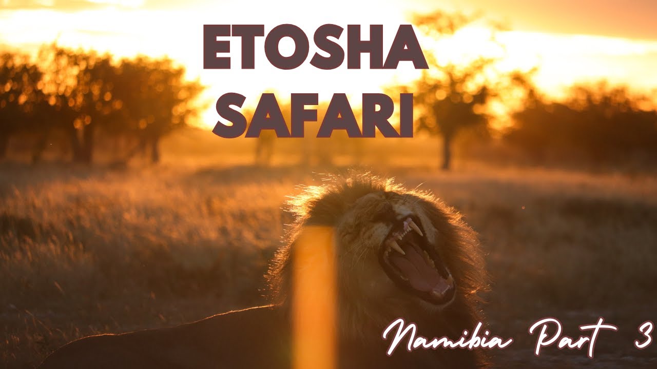 Unbelievable Lion Sightings in Etosha 🦁 | Namibia Safari Adventure