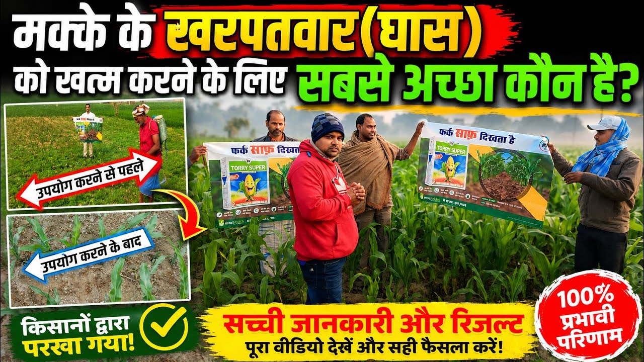 मक्के के खरपतवार के लिए सबसे अच्छी दवा कौन सी है @टोरी सुपर दवा का उपयोग कैसे करें @Torry_Super Use 