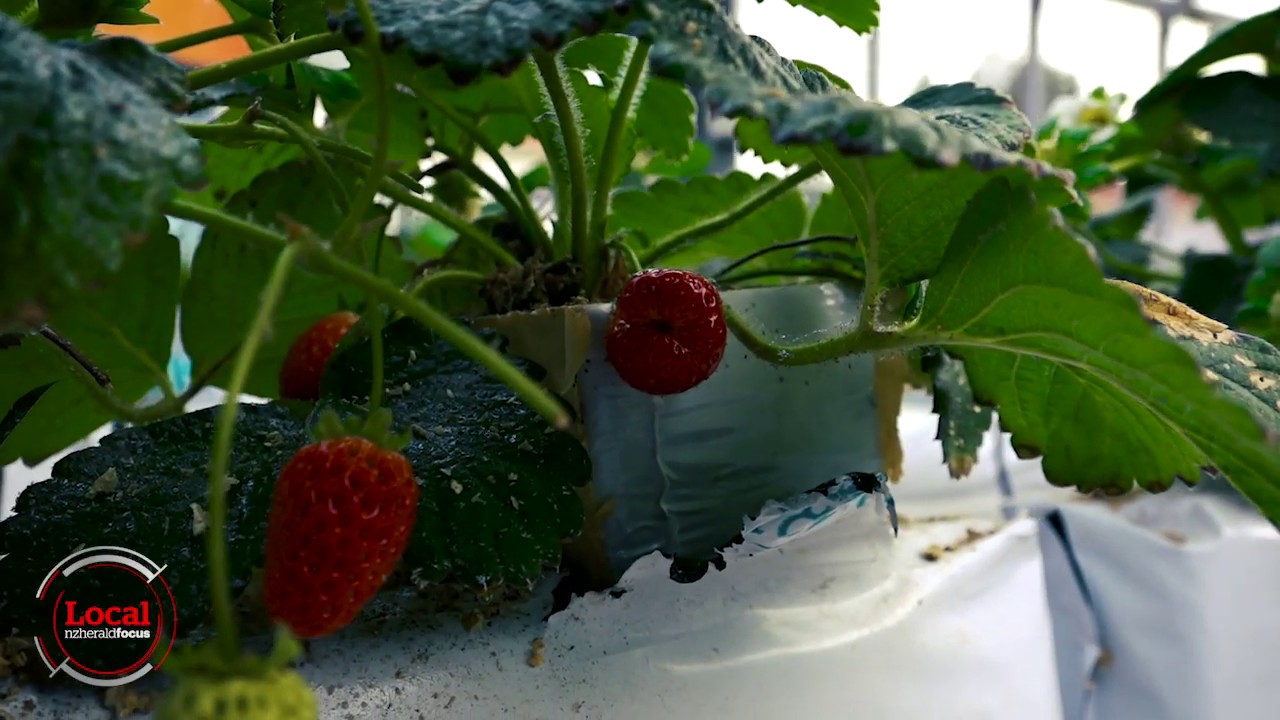 Growing strawberries all year | Local Focus