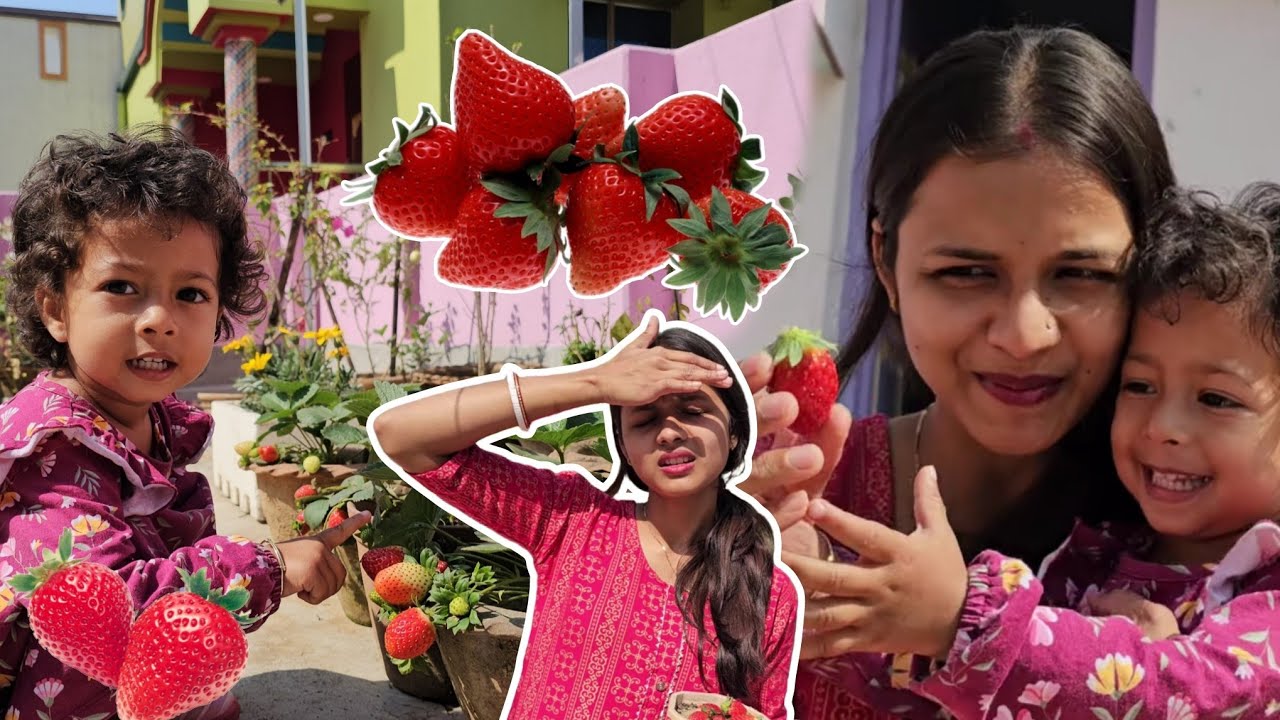 স্ট্রবেরি নিয়ে রুহির সাথে মারপিট🤣🤣🤣 | সব স্ট্রবেরি একসাথে পেকে গেছে😱😍❤️