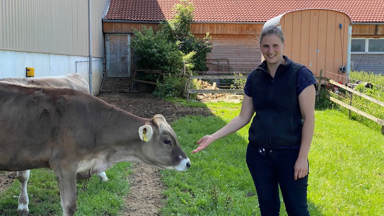 Kälber an die Weide gewöhnen