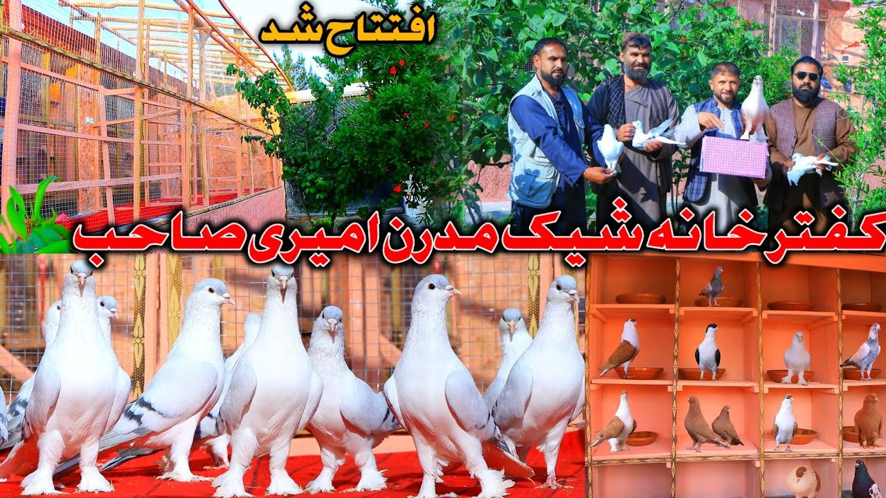 شوقی کفتر استی حتمآ بیننده باشید | کفتر خانه جدید، دیکور عالی | Biggest professional pigeons farm