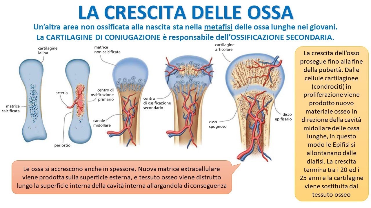 COME CRESCONO LE OSSA