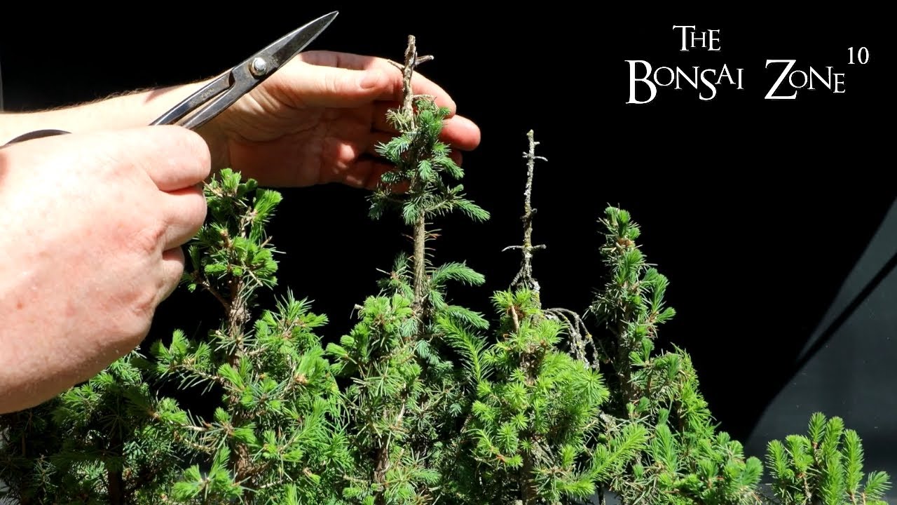 Spring Pruning My Northern Bog Style Bonsai Forest, The Bonsai Zone, April 2023