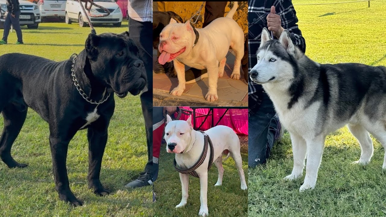 Ludhiana Dog Show is AGAIN in Punjab 2024 Most Loved Dog Show in Punjab India | DHANOA KENNEL