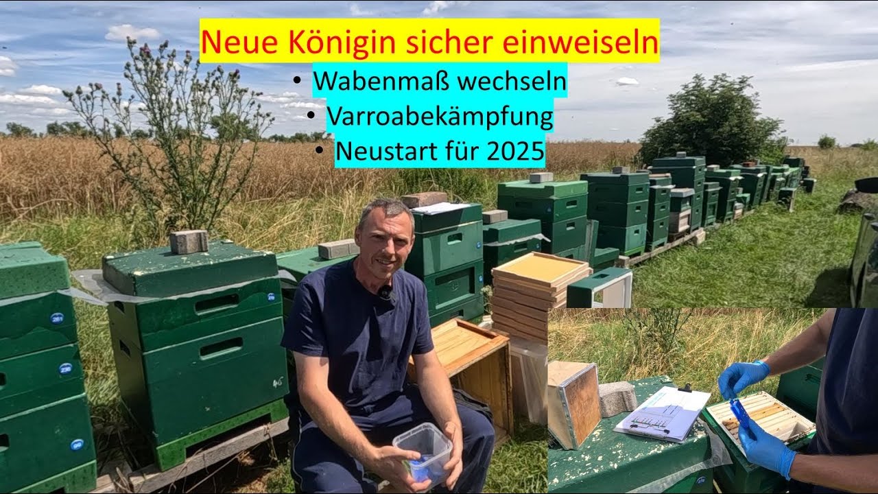 neue Bienenkönigin sicher einweiseln/Wabenmaß wechseln/Varroa bekämpfen