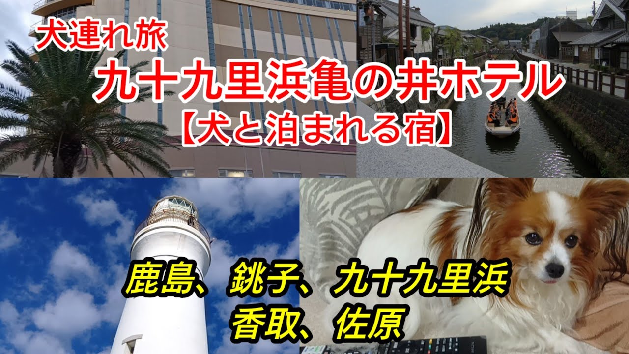 【九十九里浜亀の井ホテル】サウナ、ドックラン付の部屋で満喫宿泊記