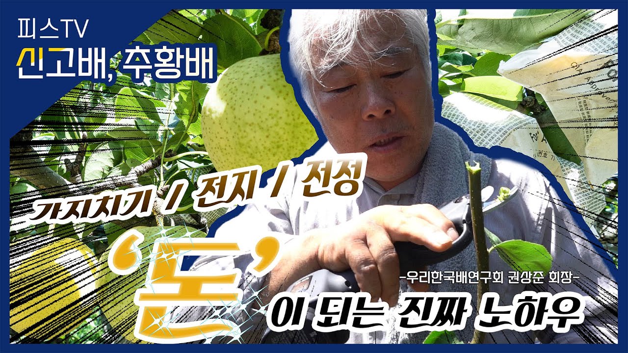 [신고배,추황배] 진짜  '돈'  되는 가지치기, 전정, 전지 노하우! l 보다 빠르게 나무를 키우고 싶다면 꼭 시청하세요~! l 우리한국배연구회 l 피스TV