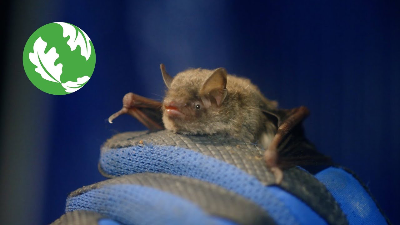 Protecting the Indiana Bat
