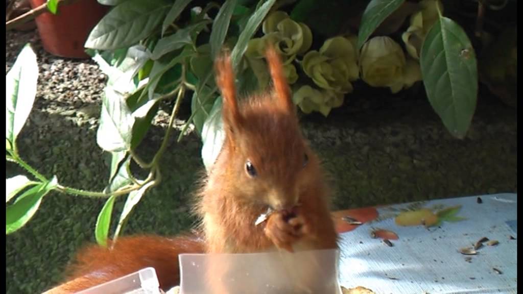 Eichhörnchen ,die grosse Überraschung