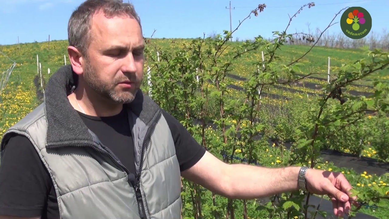 Agrotechnika i zwalczanie szpecieli na plantacjach malin