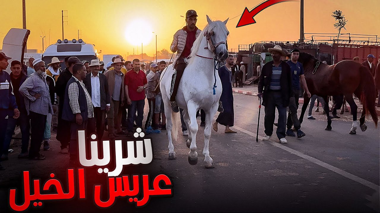 سوق الكفاف اليوم بادريس دار صفقة مربوحة💯 شراء عريس الخيل