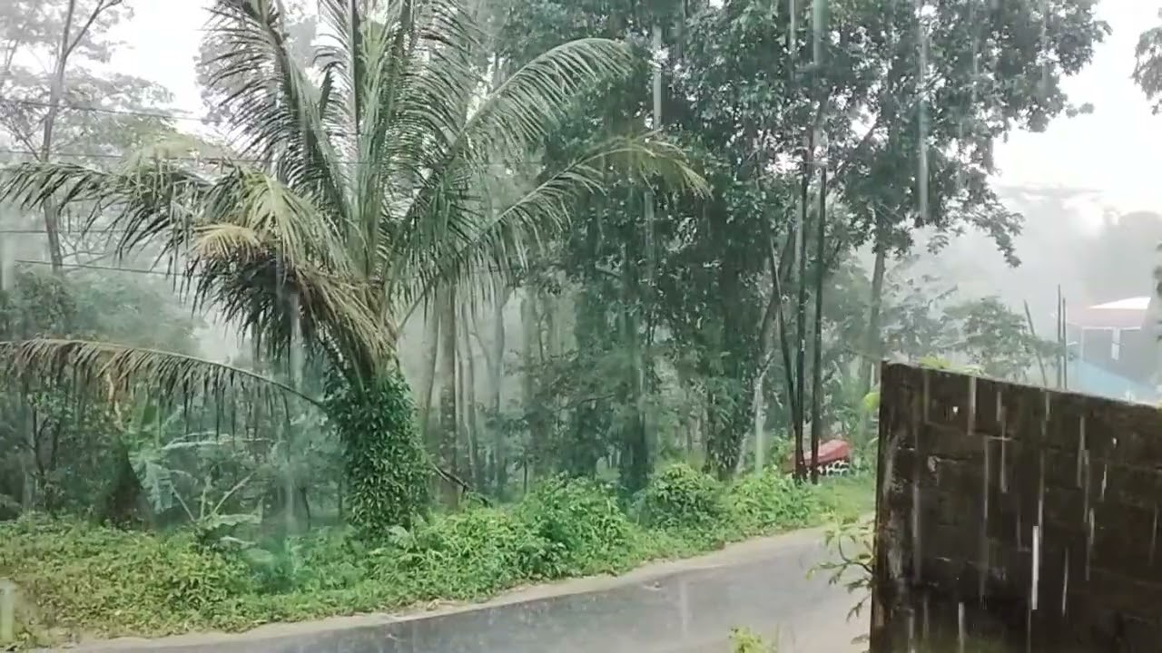 hujan dan kabut tebal 🌷🌷