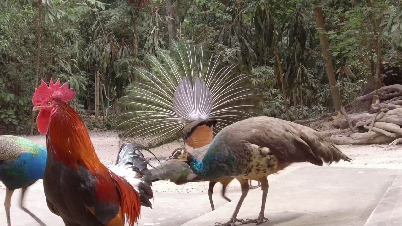 Wat Pa Baan Taad: Animal Life