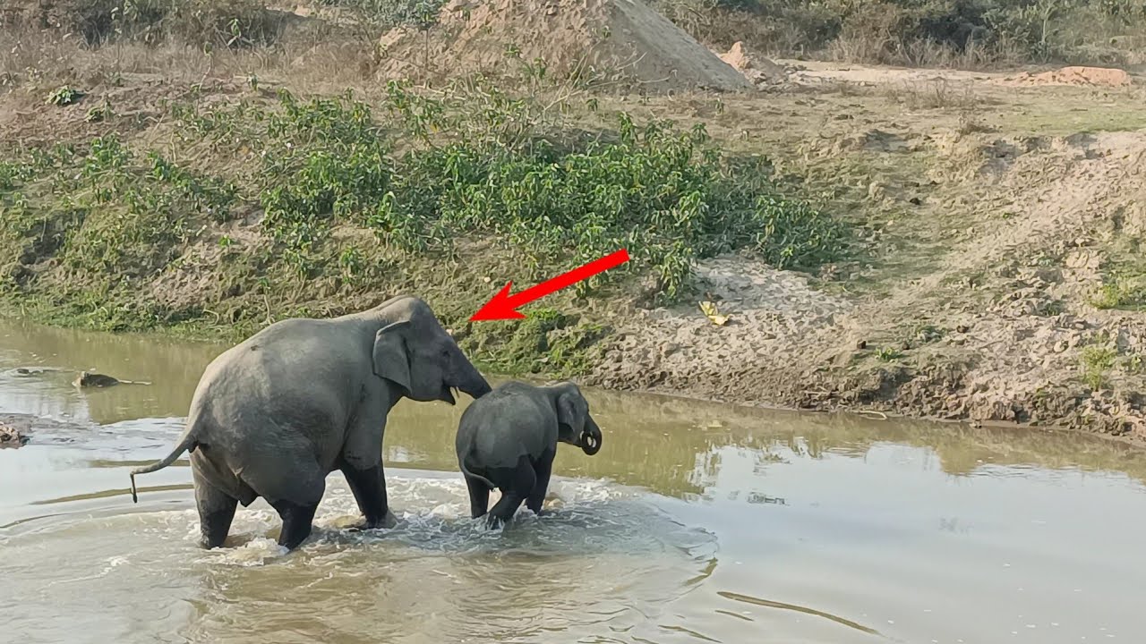 February 12, 2026 #elephant #assam