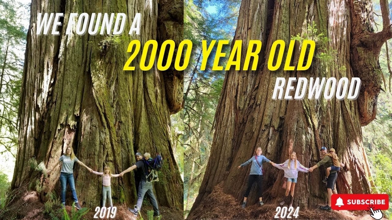Exploring the Grove of Titans | Majestic Redwoods in Jedediah Smith State Park, California