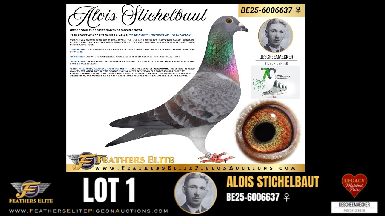 STICHELBAUT 637 ♀