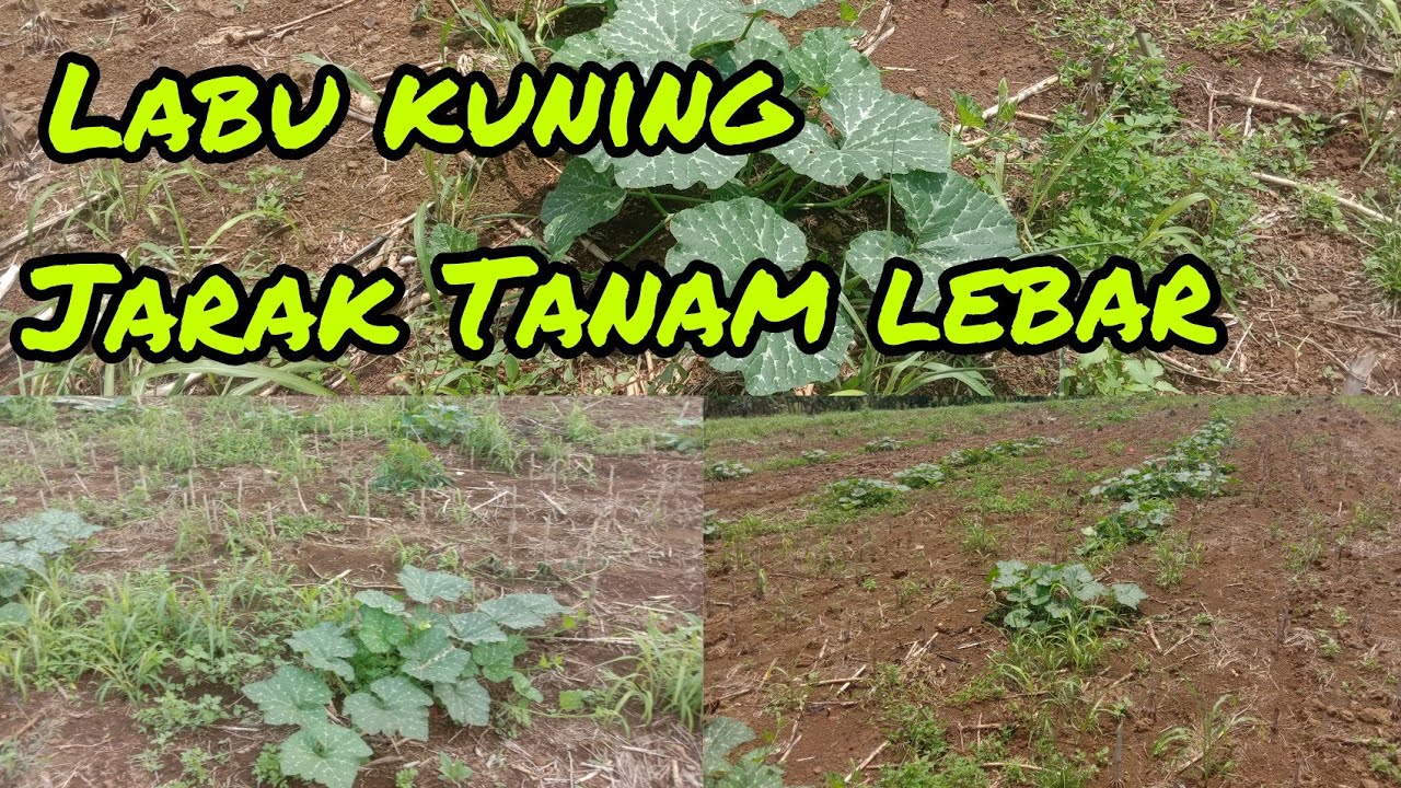 Labu kuning jarak tanam lebih lebar