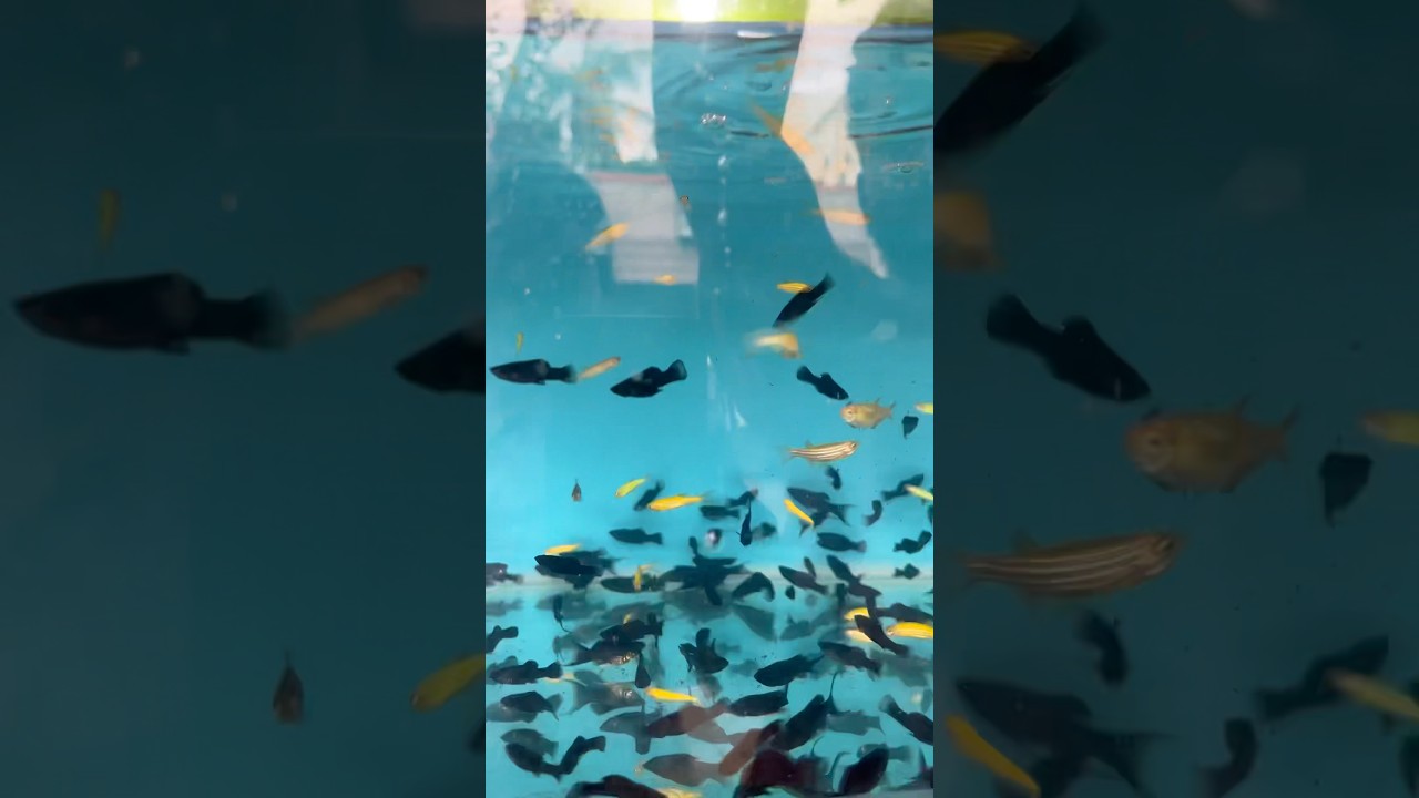 🌙🐠💥Moon tail Molly fish🐠🌙💥#fish #mollyfish #aquarium #fishvideo #fishshorts #fish