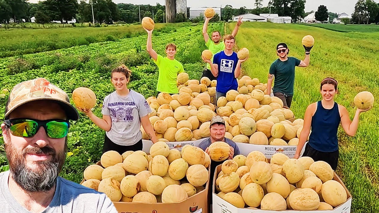 Massive Summer Harvest – Melons, Corn & Cucumbers