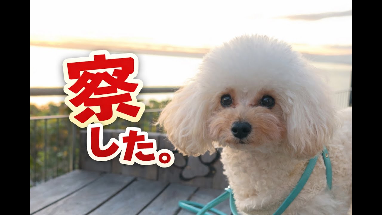 今日はブラッシングの日だと気づいてしまった犬