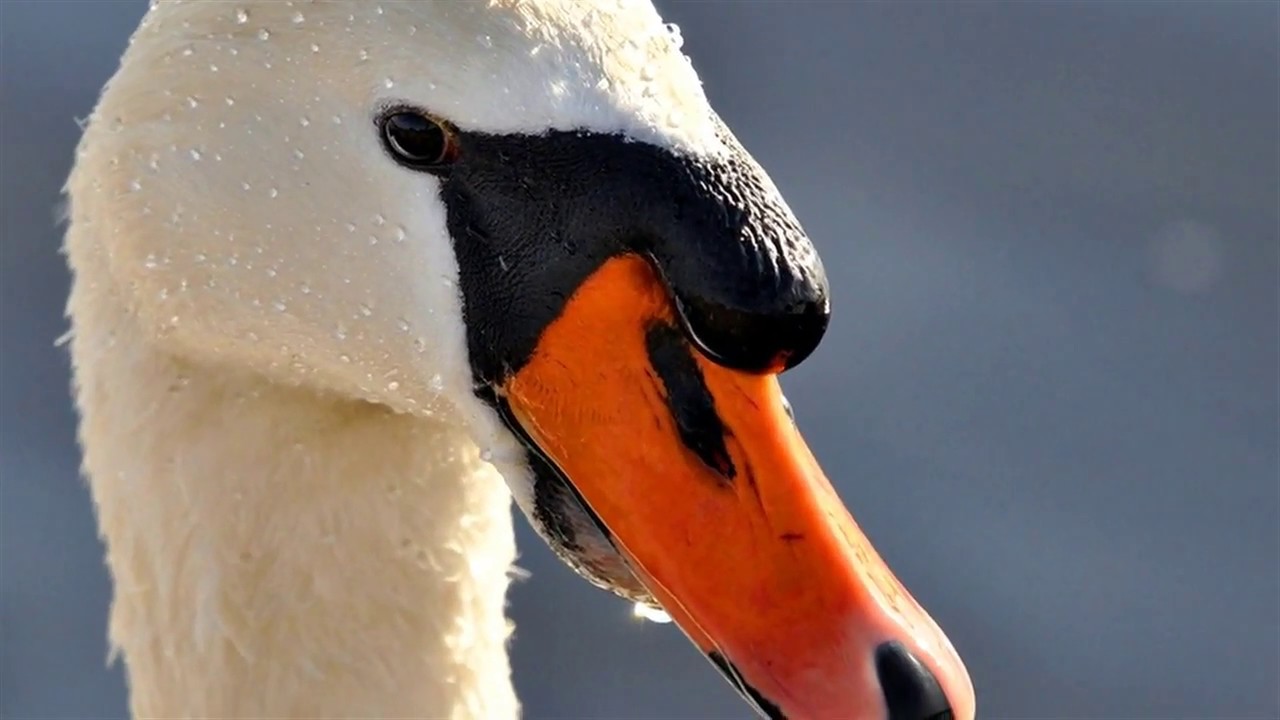 Cisne blanco