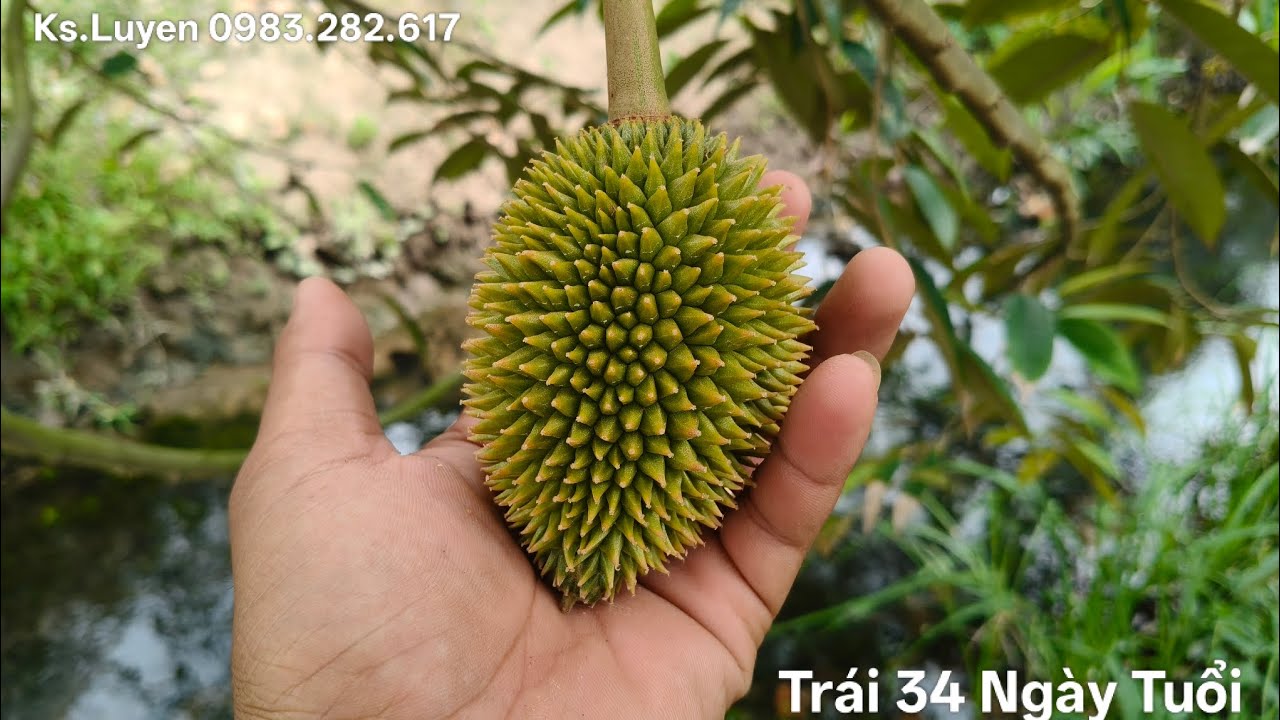 P.20 Chủ Động Chặn Đọt Hạn Chế Rụng Trái Do Cạnh Tranh Dinh Dưỡng Và Bắt Đầu Thúc Lớn Trái