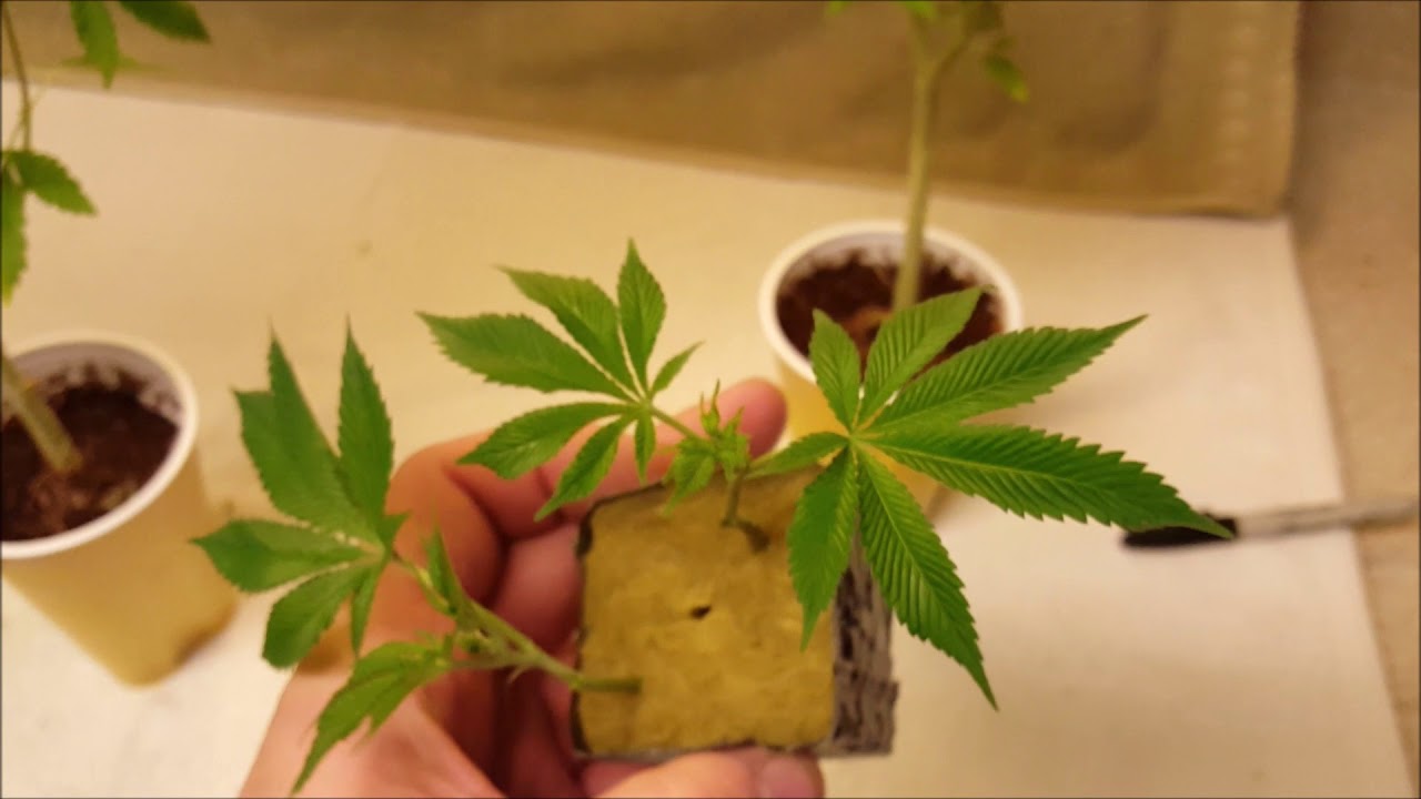 Brandy Wine , Cake Bomb , Chem 4 x Platinum - part 3