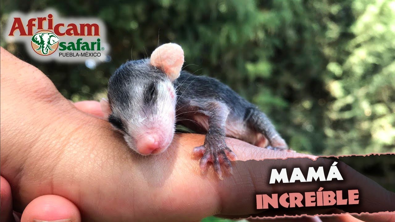Criando a un bebé tlacuache con Gregory Camacho en Africam Safari