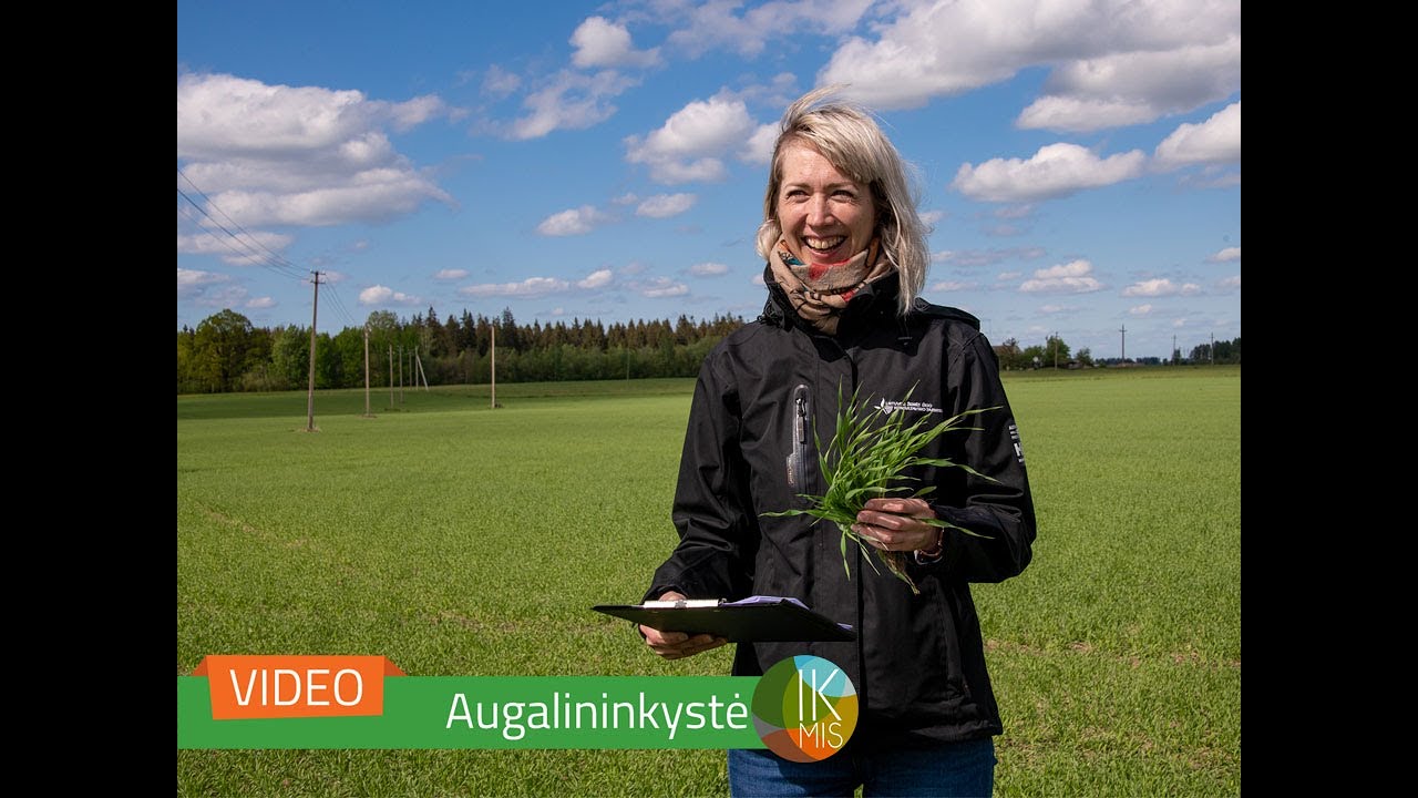 IKMIS 2021. Pasėlių stebėjimas &ndash; situacija N. Akmenės rajone