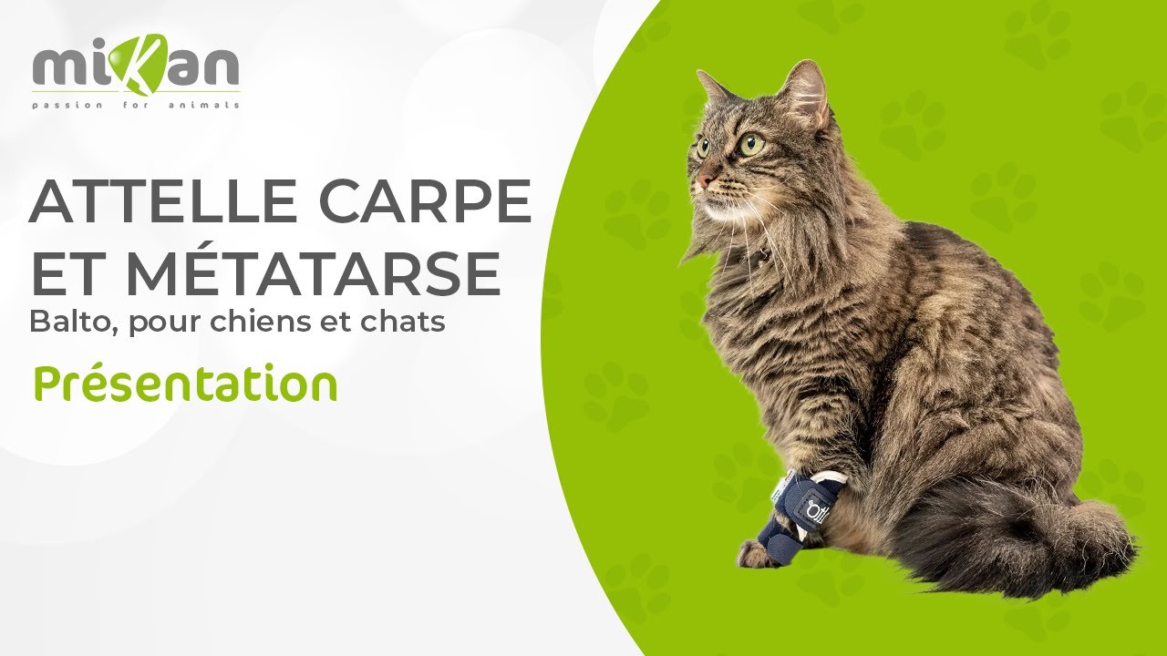Présentation de l'attelle du carpe et métatarse balto