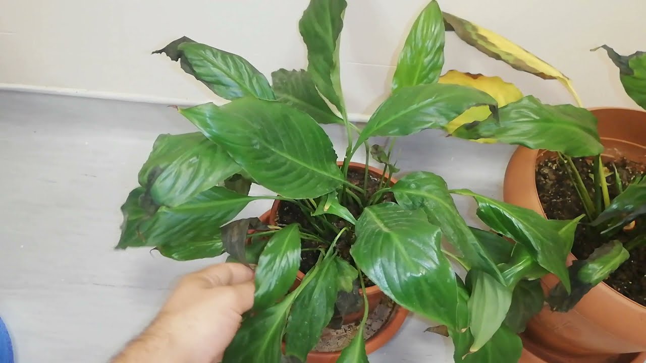 Barış Çiçeğim Ölmek Üzere iken Müdahale Ettik  Peace Lily Spathiphyllum Barış Çiçeği Bakımı Çoğalt