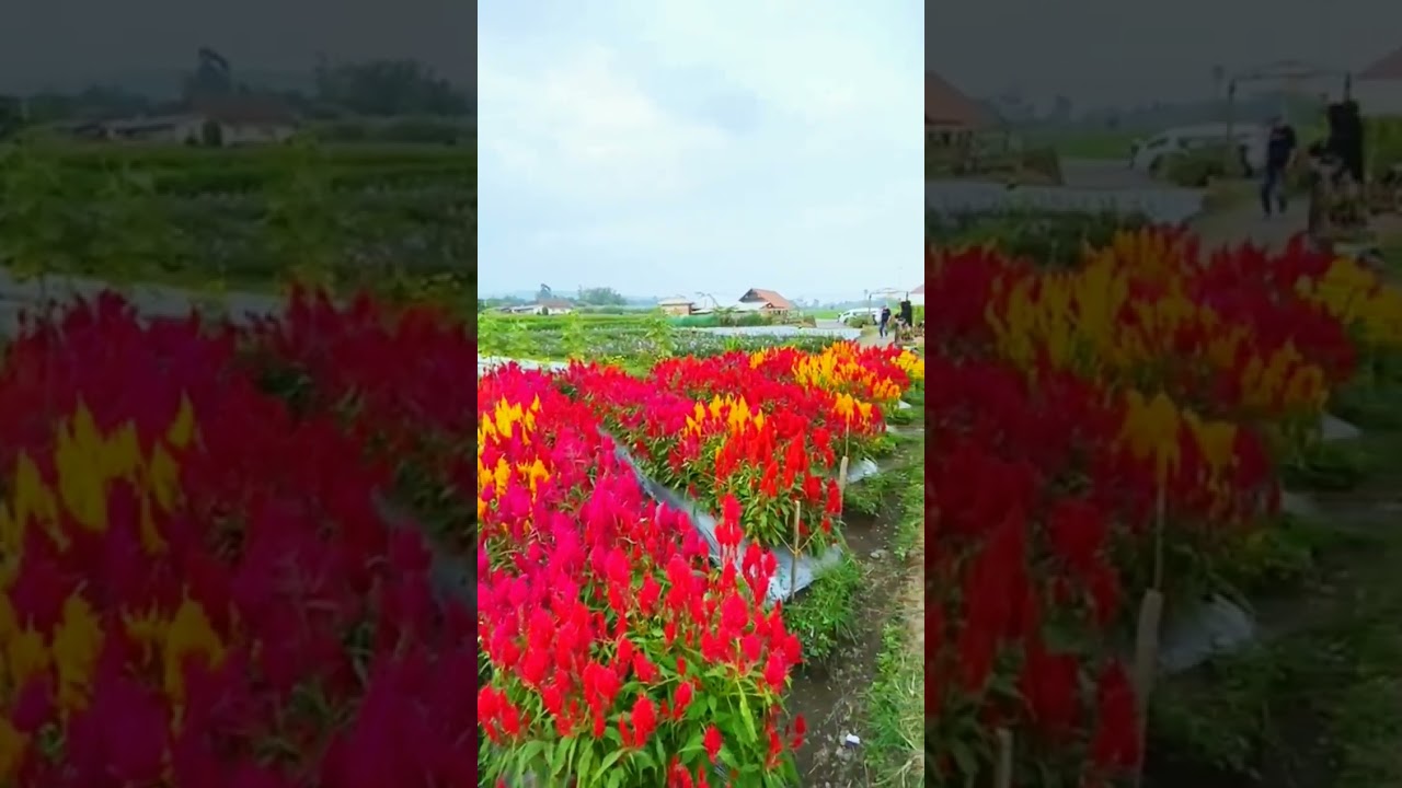 kebun bunga di Teras Semeru