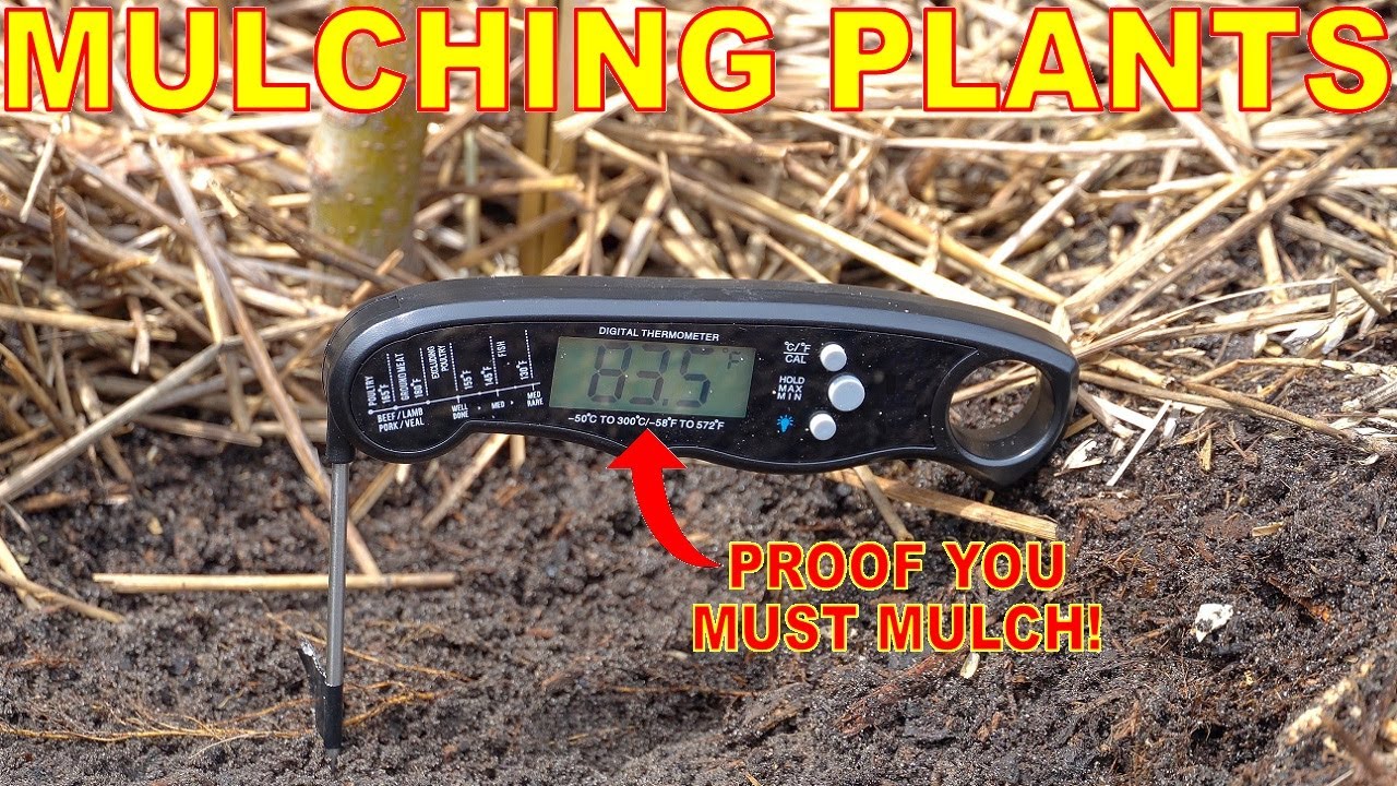 THIS Happens If You DON'T Mulch Around Fruit Trees And Vegetables!