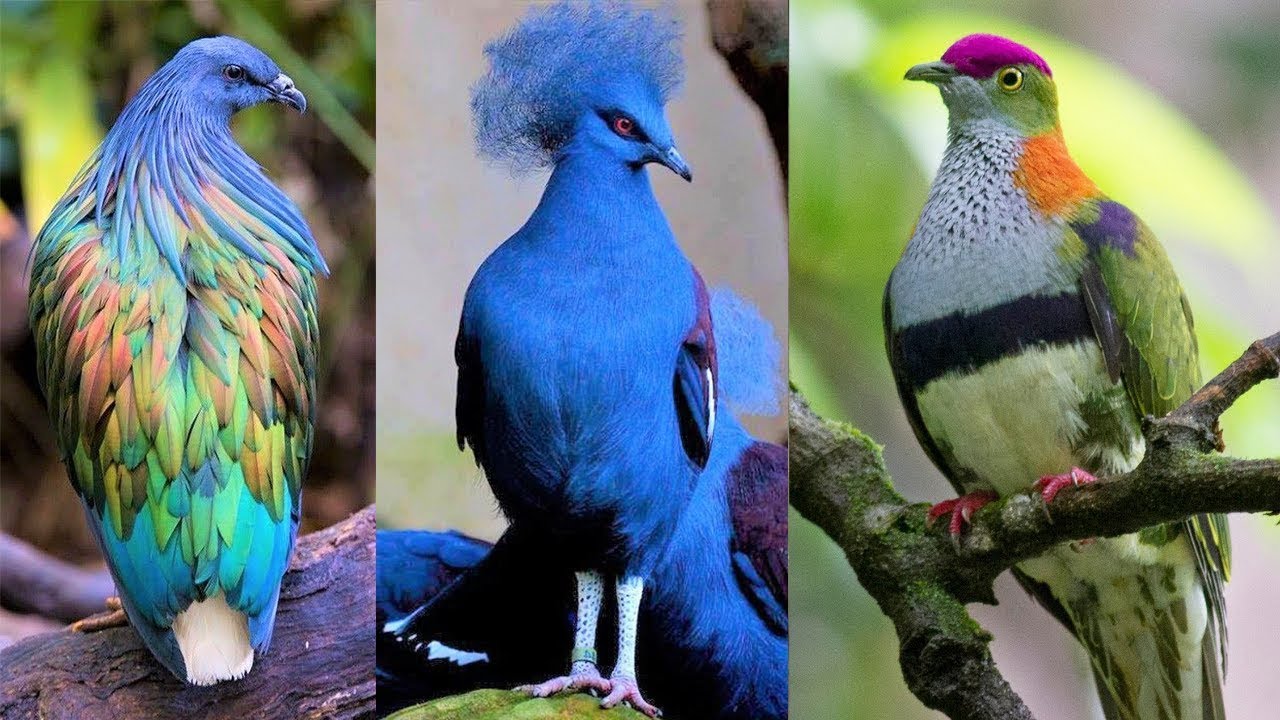 10 Palomas Más Hermosas del Mundo que Querrás como Mascota