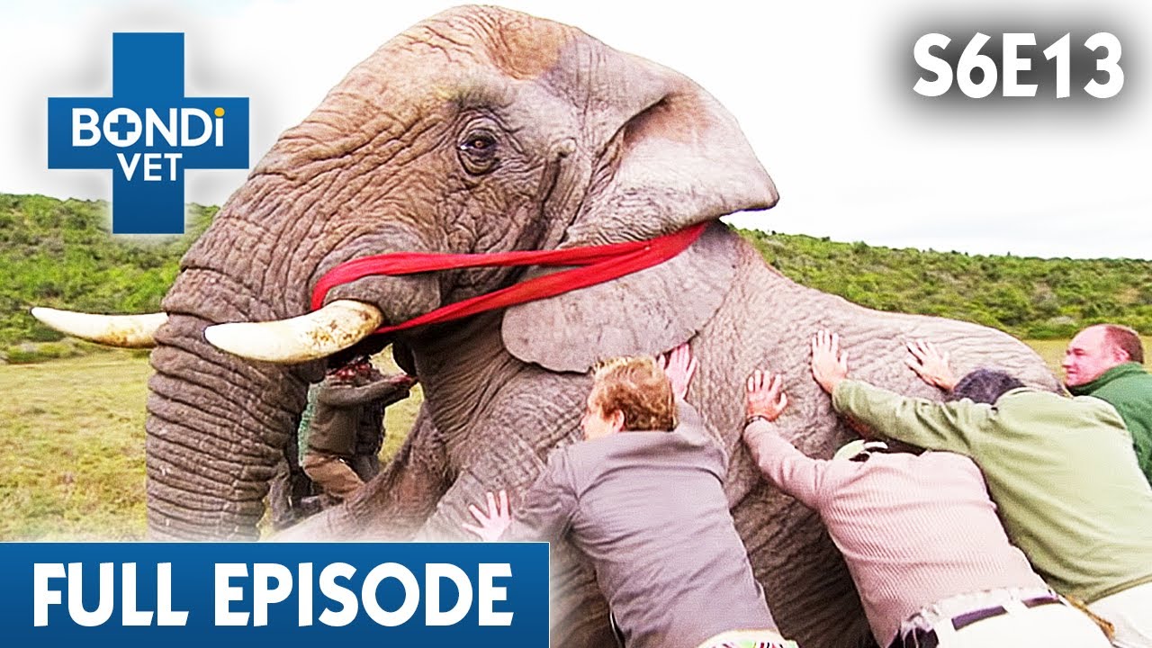 Treating an Enormous Elephant in South Africa 🐘 | Bondi Vet Season 6 Ep13 | Bondi Vet Full Episodes