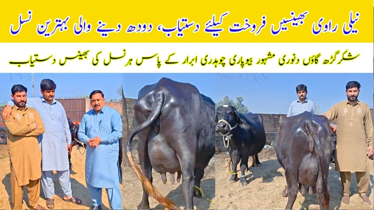 Aala Nasl Ki Neeli Ravi Bhainsain | Doodh Dene Wali Behtareen Nasl | Village Danori Shakargarh