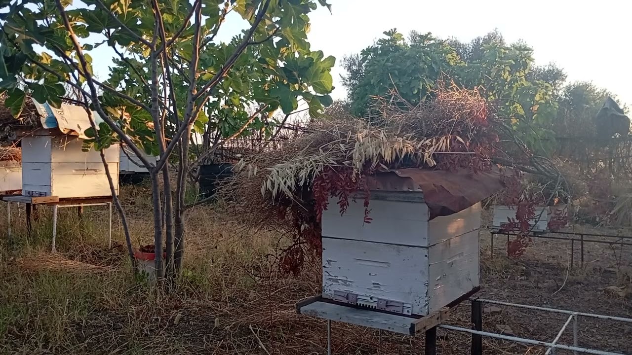 الأسئلة الأكثر تداولا التي يتلقاها النحال من المستهلك#bee #beekeeper #عسل