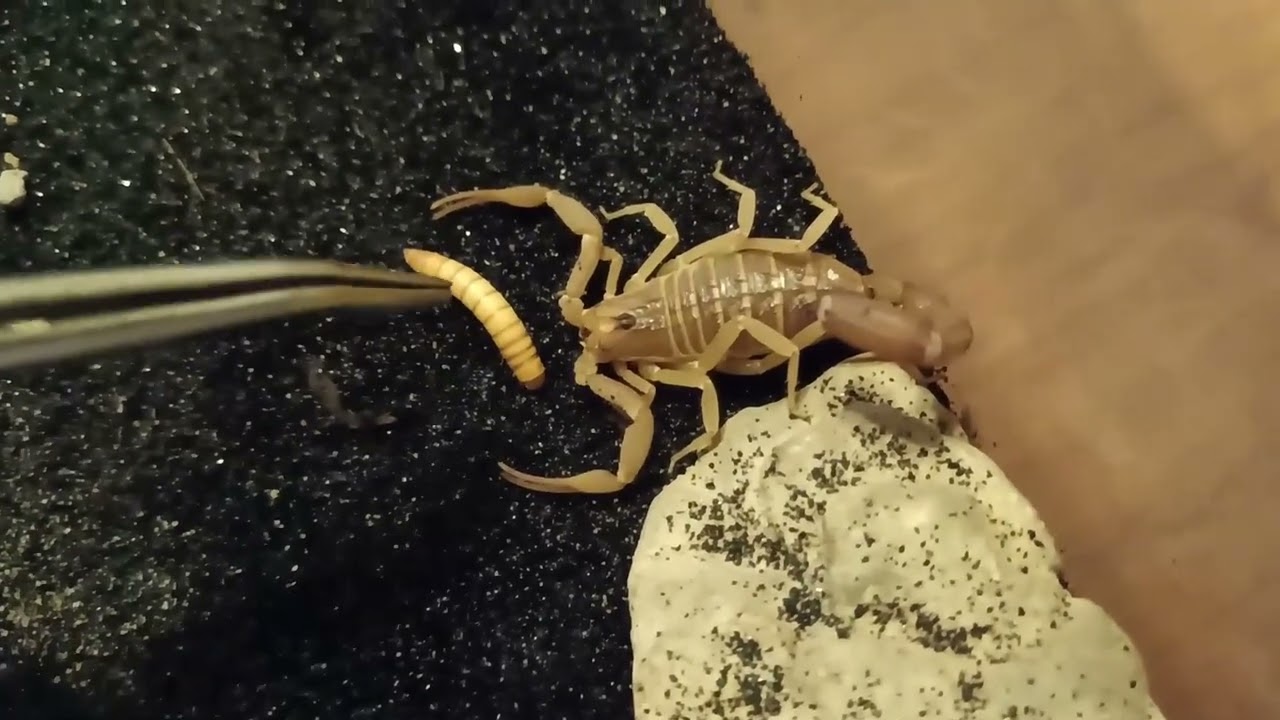 Heterometrus laoticus & Hottentotta flavidulus feeding