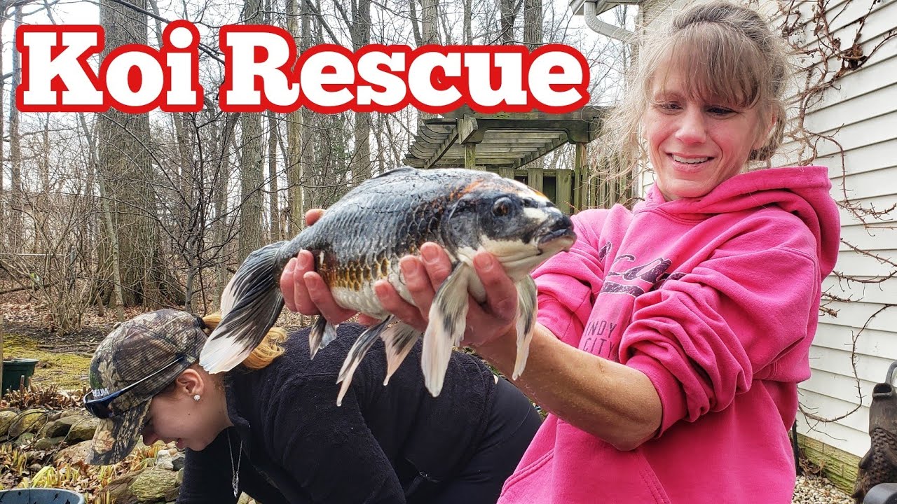 Saving MASSIVE Koi With Tracy And The Ohio Fish Rescue
