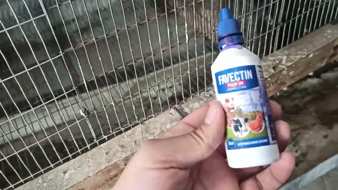 COMO DESPARASITAR CONEJOS
