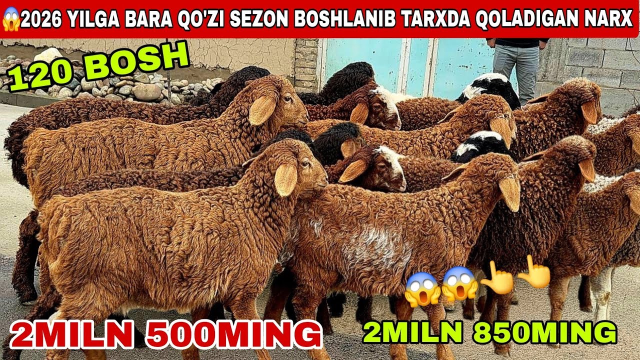 😳120 bosh 2miln 500ming 2miln 850ming qo’zi sezon boshlandi narxlar tushti shoshiling bunaqa narz ka