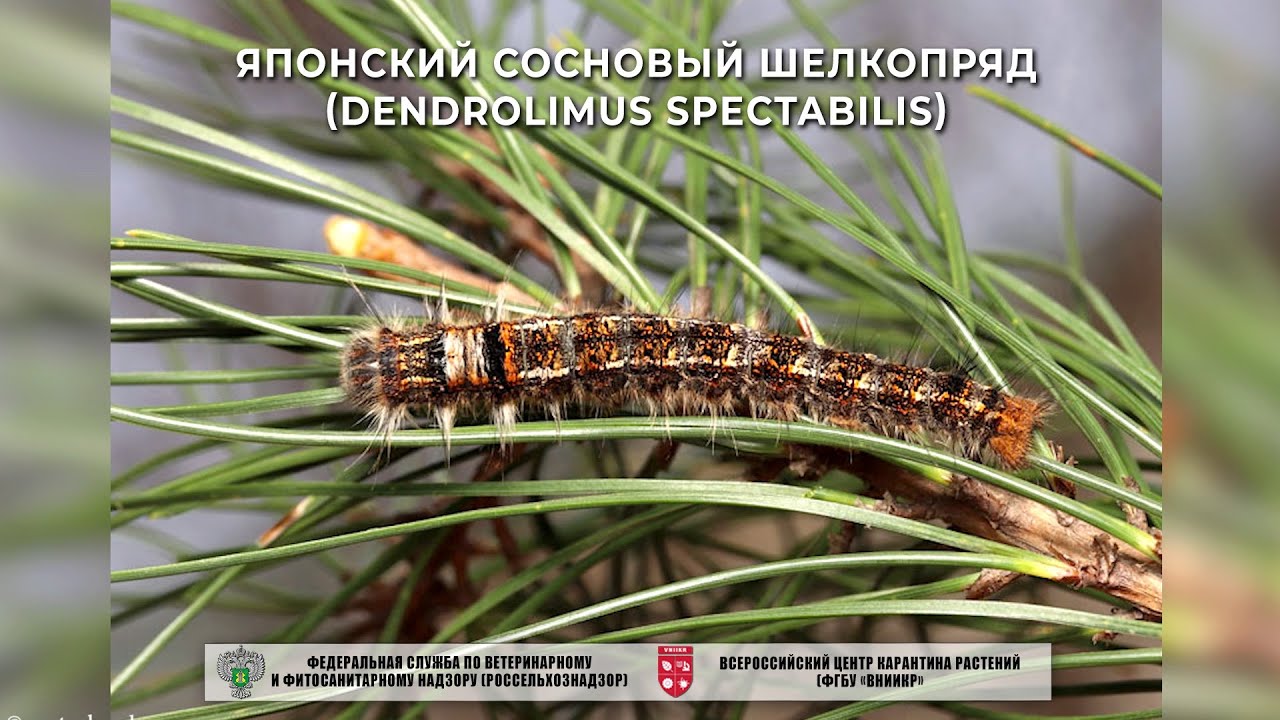 Японский сосновый шелкопряд (Dendrolimus spectabilis)