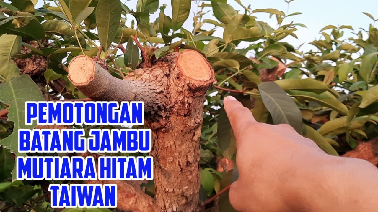 Pemotongan Batang Jambu Mutiara Hitam Taiwan