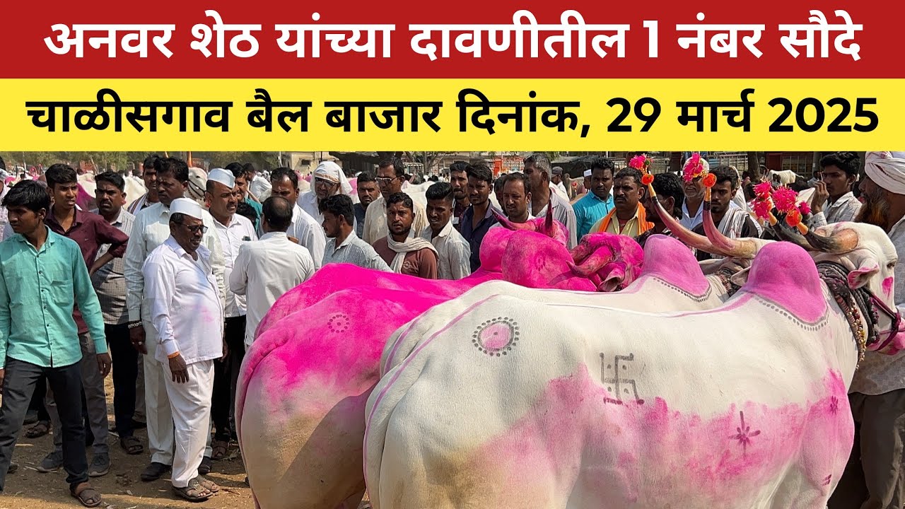 अनवर शेठ यांच्या दावणीतील 1 नंबर सौदे 😱 29 मार्च 2025 | चाळीसगाव बैल बाजार 😍 Chalisgaon bail bazar 🥰