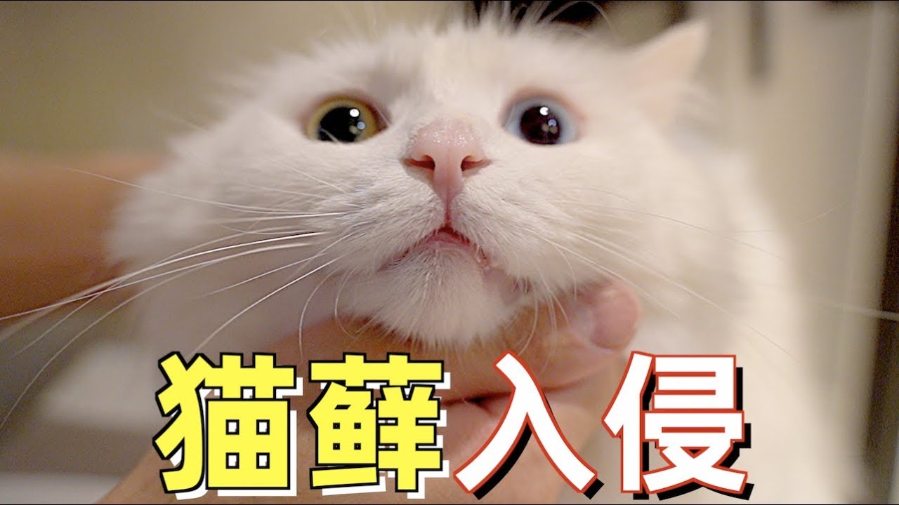 猫藓病菌太可怕，小伙把全家都消毒一遍，还斥巨资换了家居