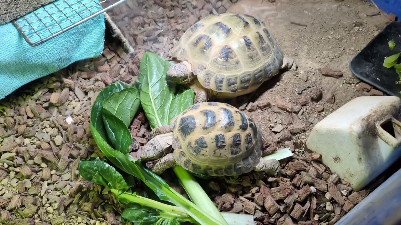 ターサイとコマツナ　　　　　　　　　　　　　#ちーこ #みーこ #るーこ  #リクガメ #亀 #ロシアリクガメ #フォルスフィールド #癒し #turtle #cute #animals  #pets